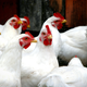 Illustration for article titled 300,000 Chickens Killed By Attacks on Farm Alarm Systems